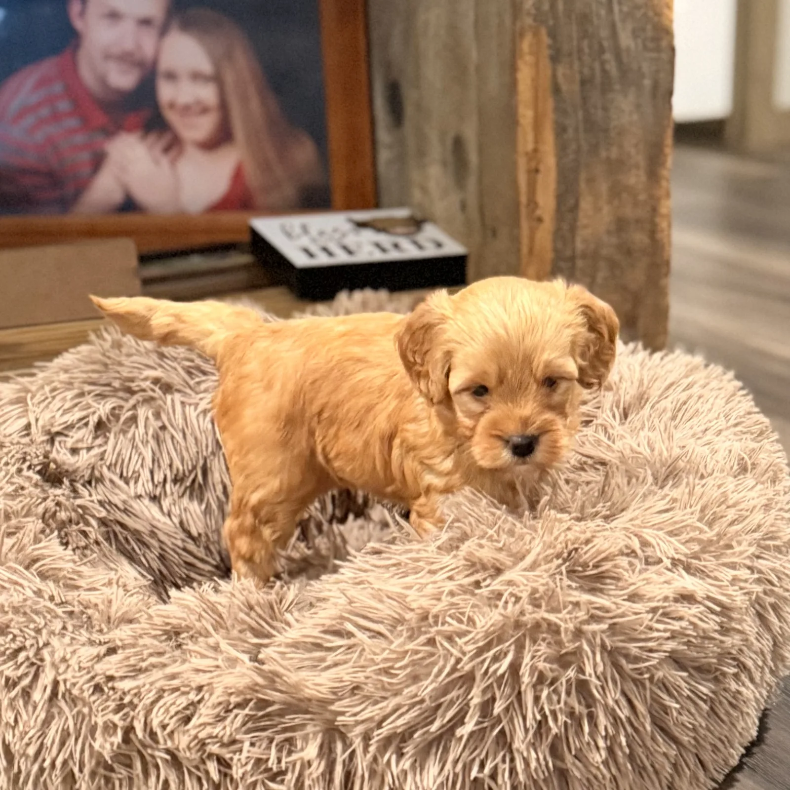 Red goldendoodle male