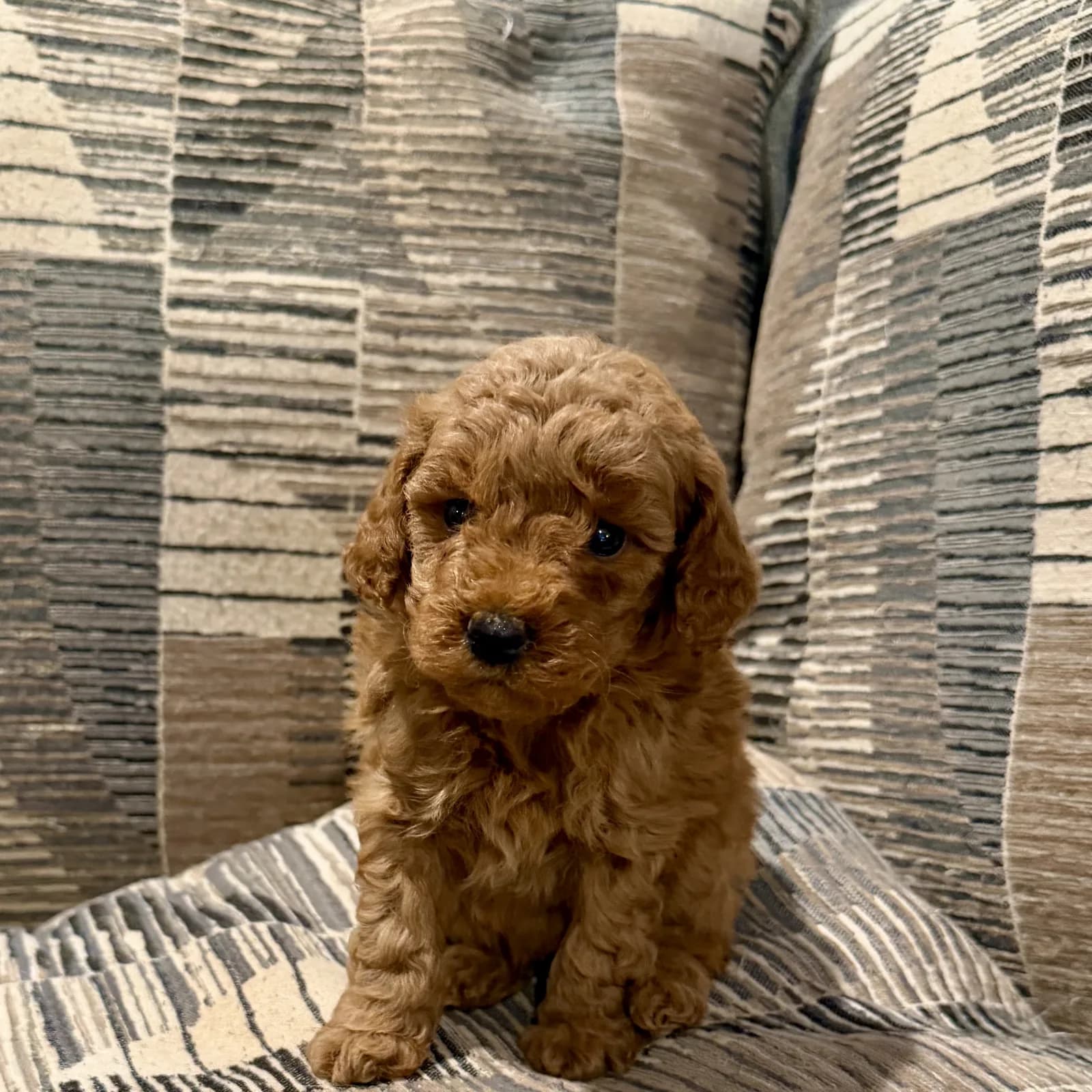 Red goldendoodle puppy