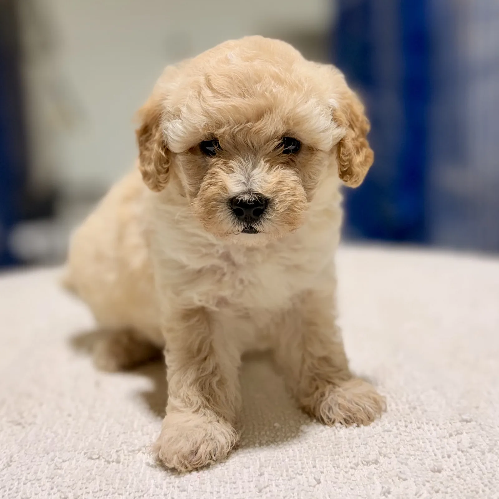 Maltipoo puppy Barbie
