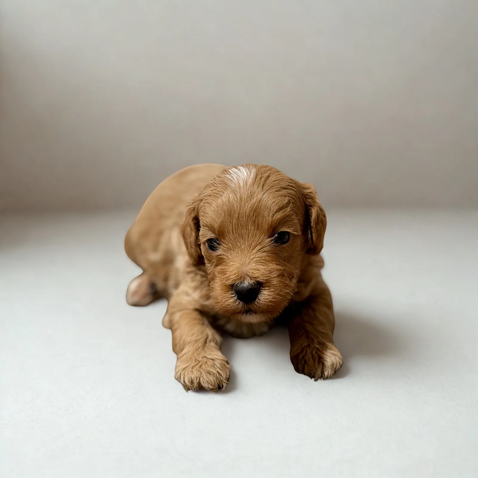 Maltipoo puppy Teddy