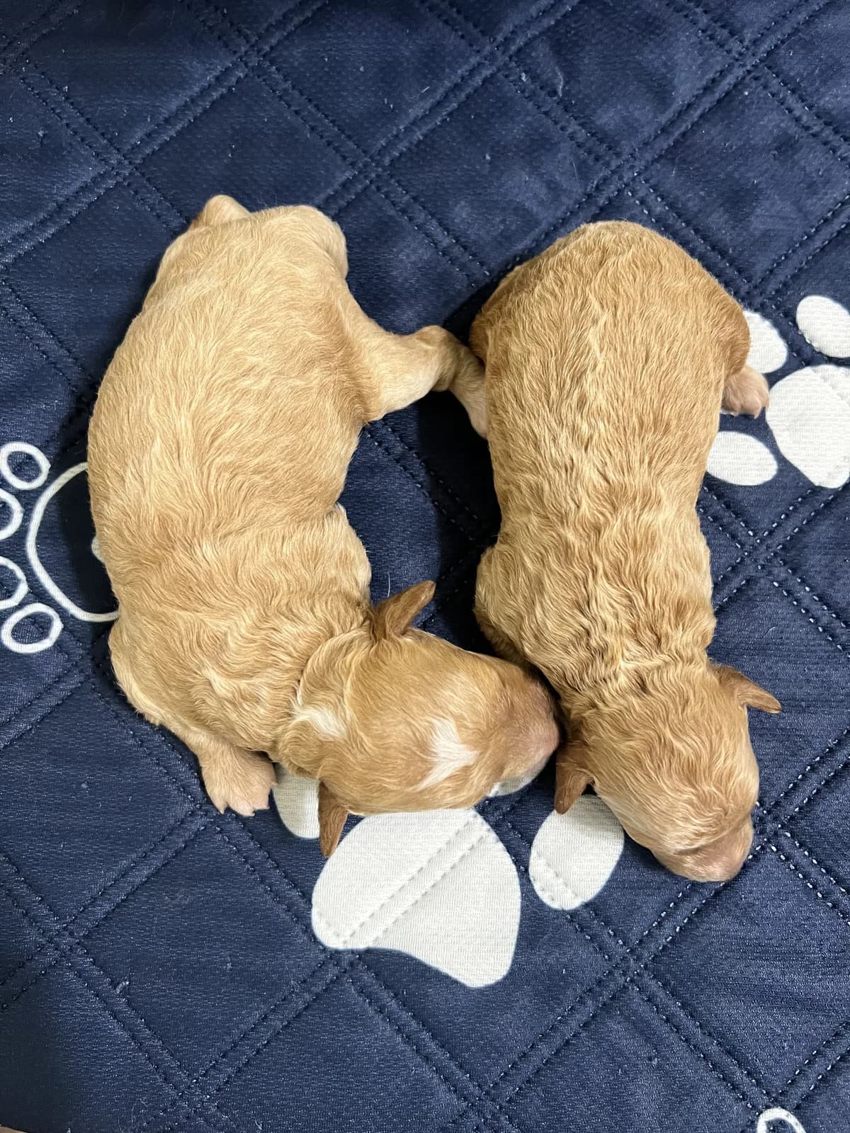 Poodle puppies