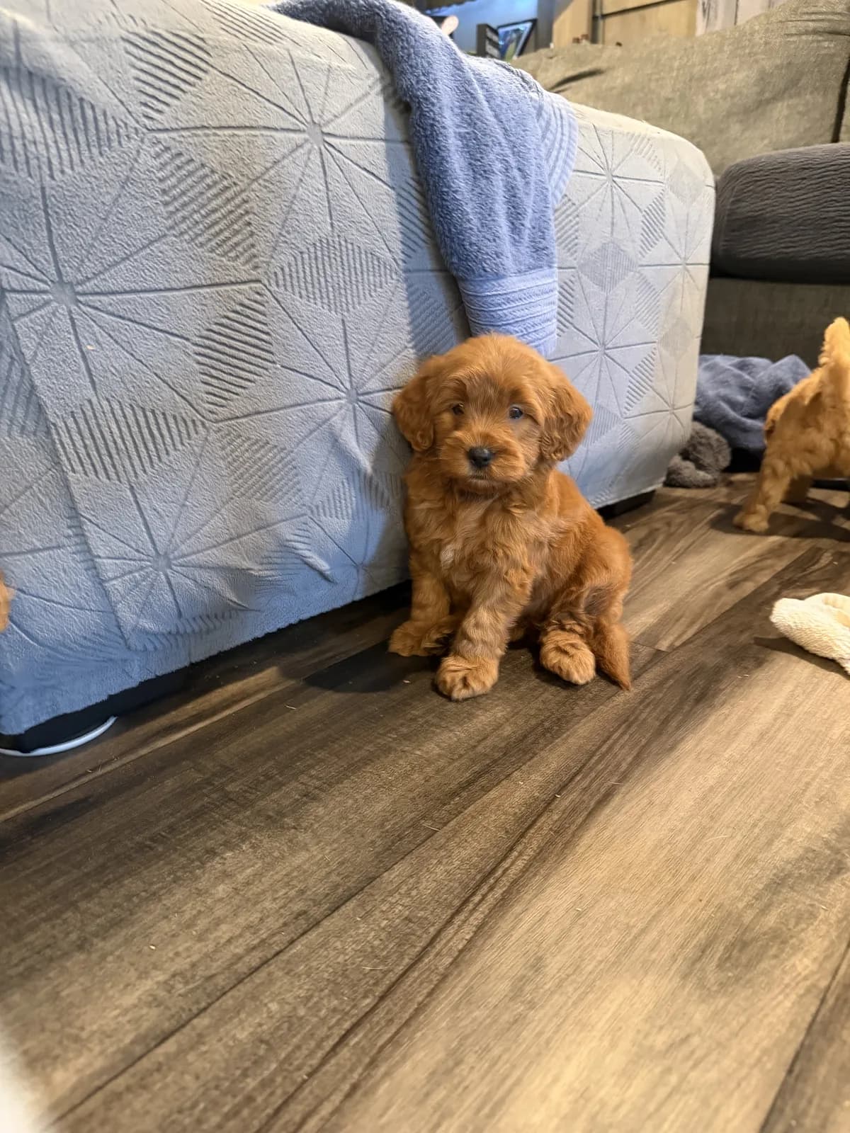 Red goldendoodle puppy
